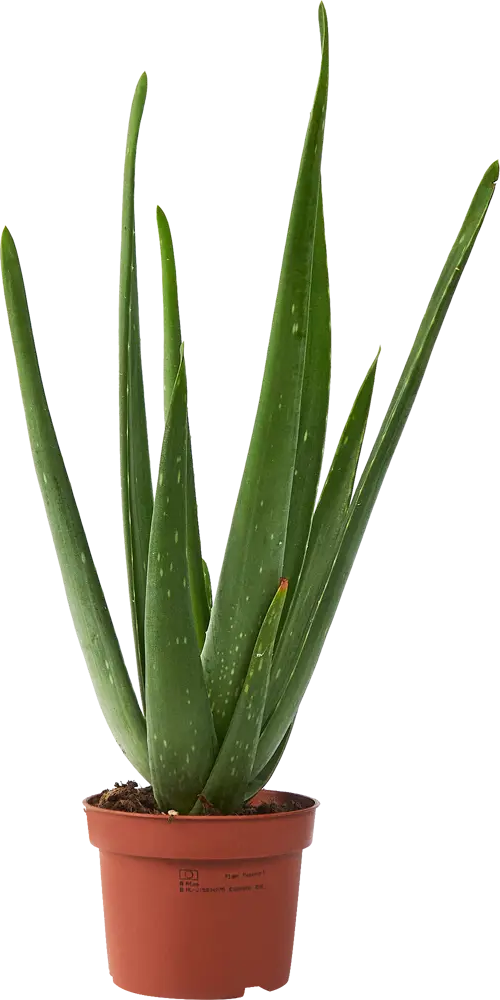 Алоэ Вера Santreyd - целебный суккулент для дома ø9 h25-35 см 85324980