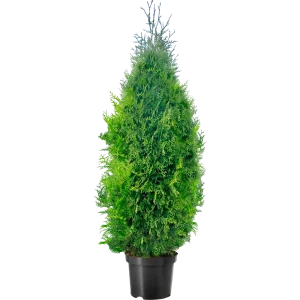 Santreyd: Туя Брабант для живой изгороди 160-180 см 85478037