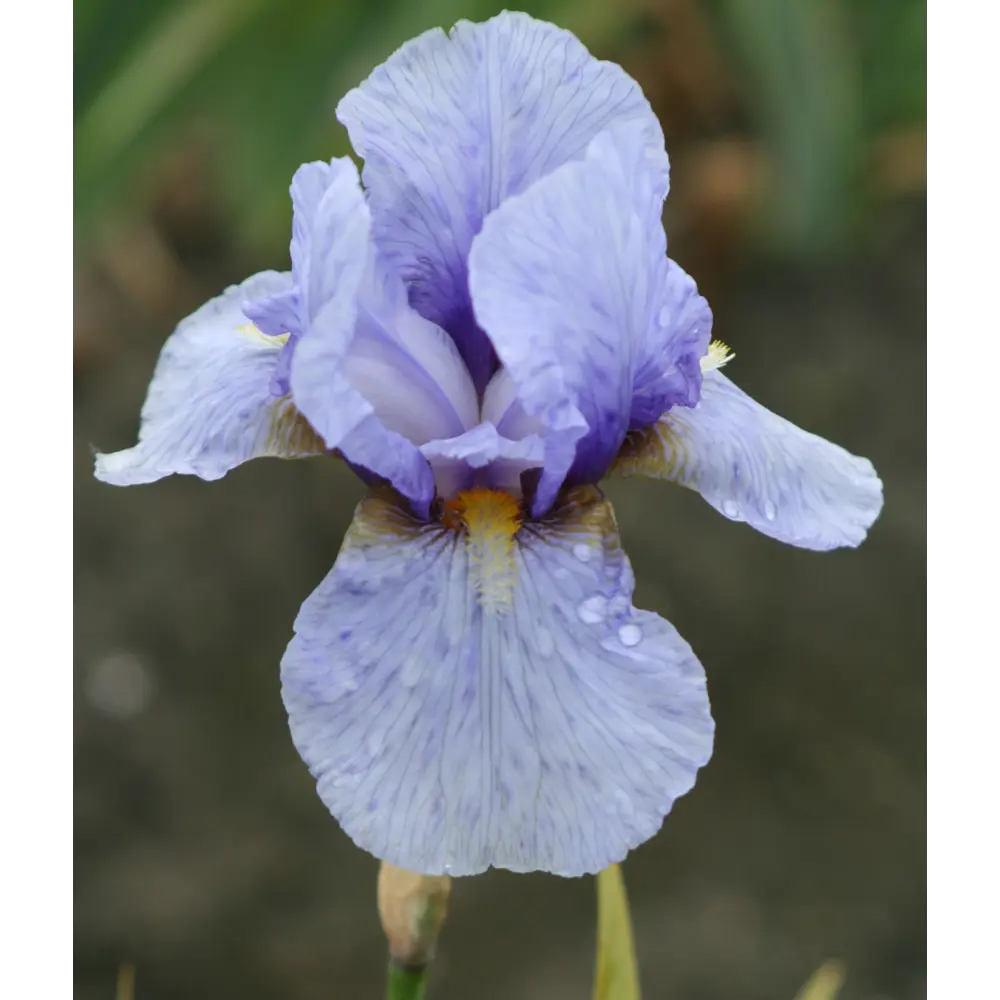 Ирис сибирский «Империал Опал» 15x75 см PLANTMARKET STLM-2119828 - Вид №2