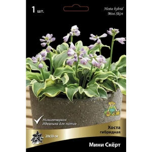 Хоста гибридная Мини Скерт луковицы 1 89433503 STLM-2133232