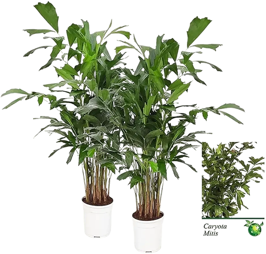 Santreyd Кариота Митис - пальма с асимметричной листвой 87819623