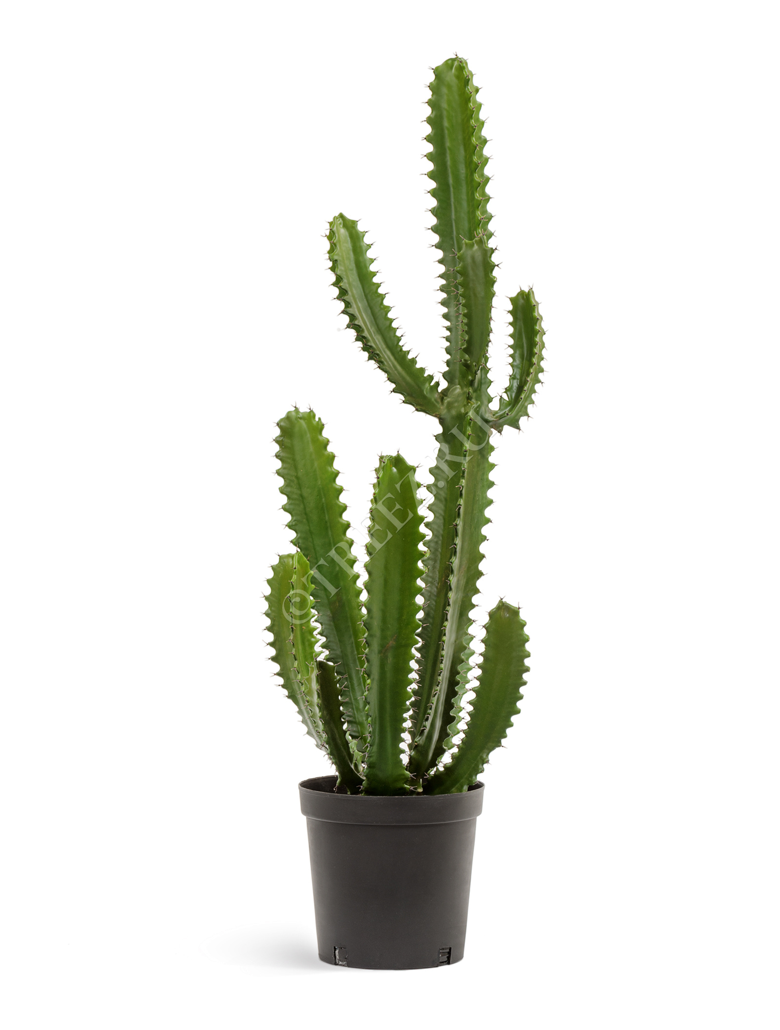 10.0618233 Кактус Цереус Стайл Цветочная коллекция  - Вид №1