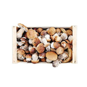 Грибы белые в ящике ~5 кг Santreyd 22975 - Вид №1
