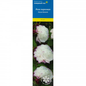 82527398 Роза канадская парковая Луиза Багнет