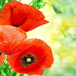 WP00603 Фотообои Verol Фотообои decoline 1х1 м