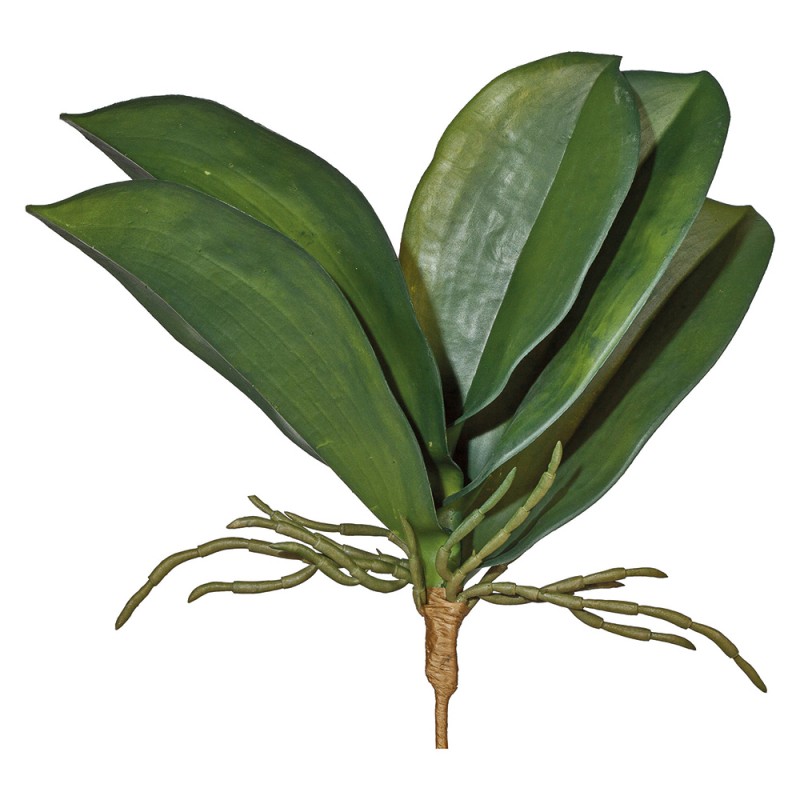 L135X14 Листья орхии Adriani e Rossi 