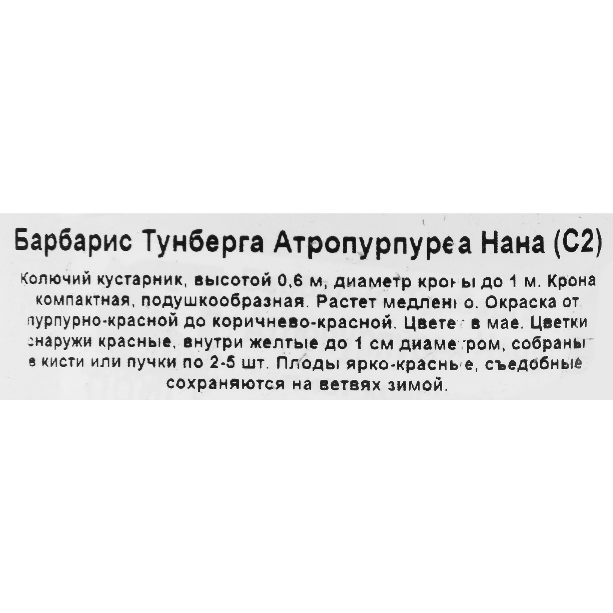 81968693 Барбарис Тунберга «Атропурпуреа Нана», контейнер 2 л Santreyd  - Вид №2