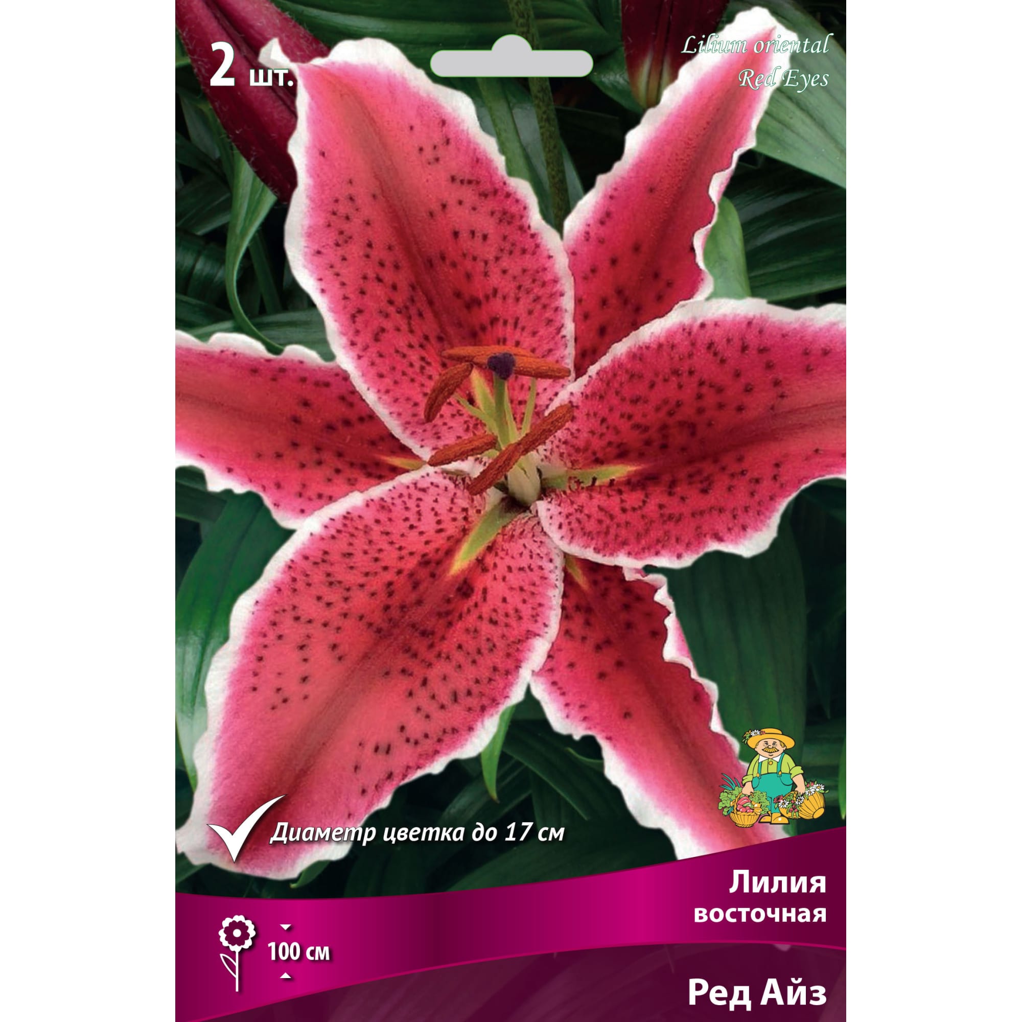 82662544 Лилия восточная «Ред Айс» размер луковицы 14/16 Santreyd 