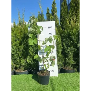 Малина красная Новость Кузьмина h80 - 100 см 89355336 STLM-2076081