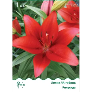 Лилия ла-гибрид Рилусида 85205740 STLM-2144664
