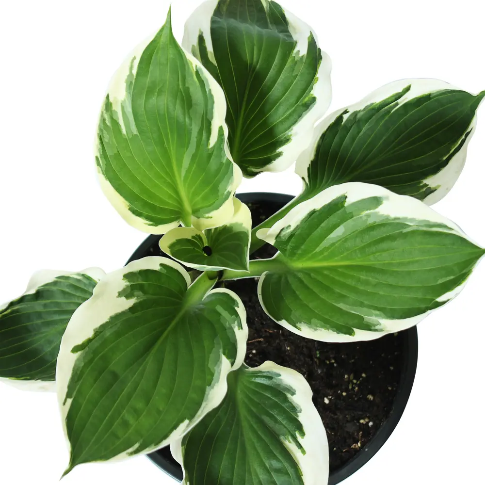 Хоста Форчуна «Патриот» от Santreyd - изысканный акцент для тенистого сада 81968611 STLM-0952751 - Вид №1