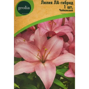Лилия Geolia ла-гибрид Чайковский 86408638 STLM-2011128