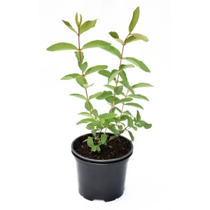 Santreyd Жимолость съедобная микс - саженец для богатого урожая 85325472