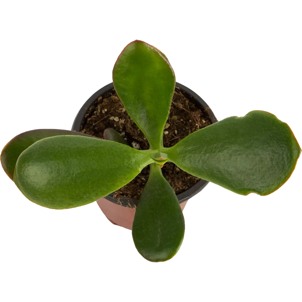 Santreyd Микс комнатных растений в горшке - живой декор для интерьера 82578952 STLM-0030504 - Вид №1