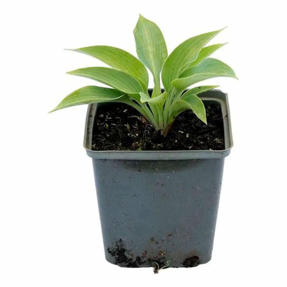 Хоста Август Мун ø15 h20 см 89465480 STLM-2003212 PLANTMARKET  - Вид №1