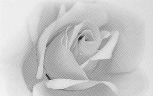 Камелия черный 02 250х400