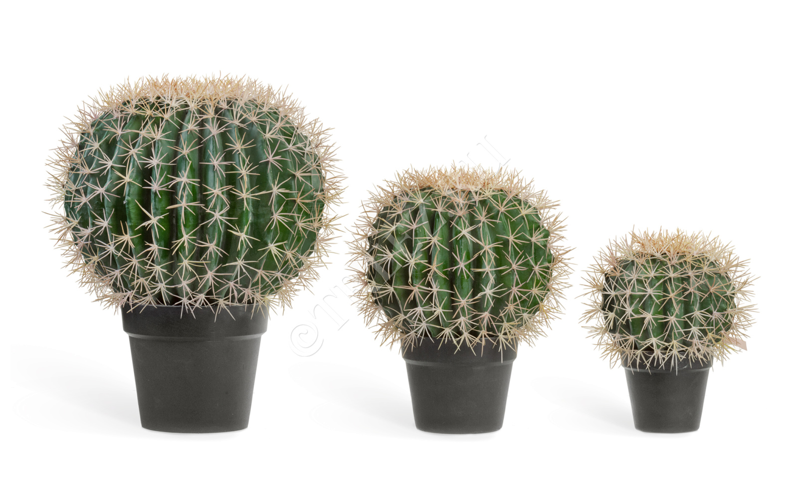 10.091831N Кактус Баррель Цветочная коллекция 