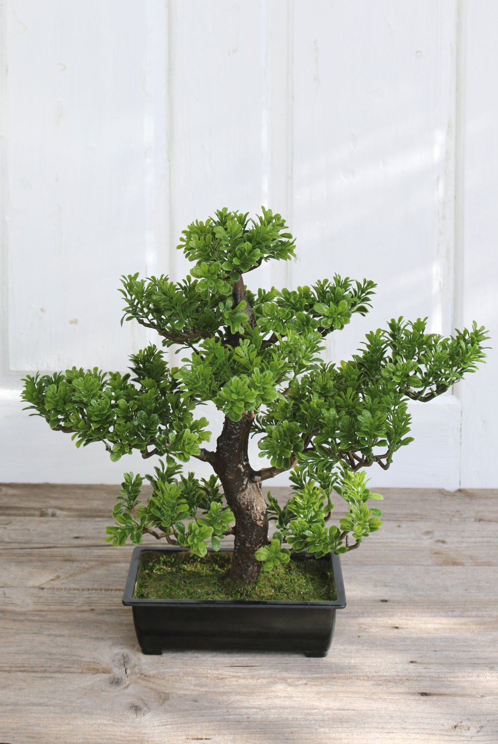 5922 883 a3 Имитация самшита бонсай, горшечная, 42 см, зеленая H-andreas 