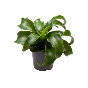 Santreyd Драцена Драгон Три Твист — изящный тропический акцент 89374996