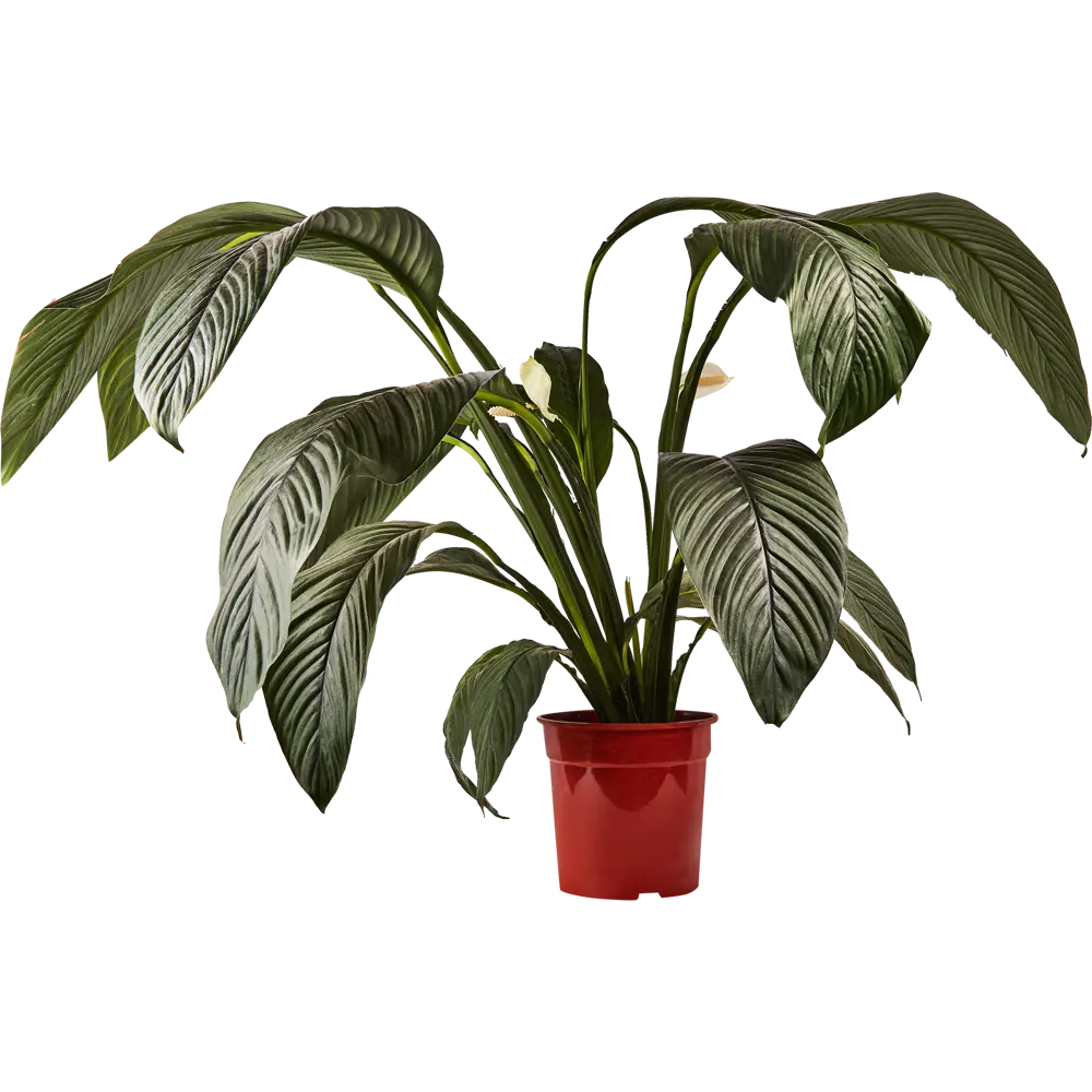 Santreyd Спатифиллум Сенсация — элегантный акцент вашего интерьера 84587321 STLM-0052452