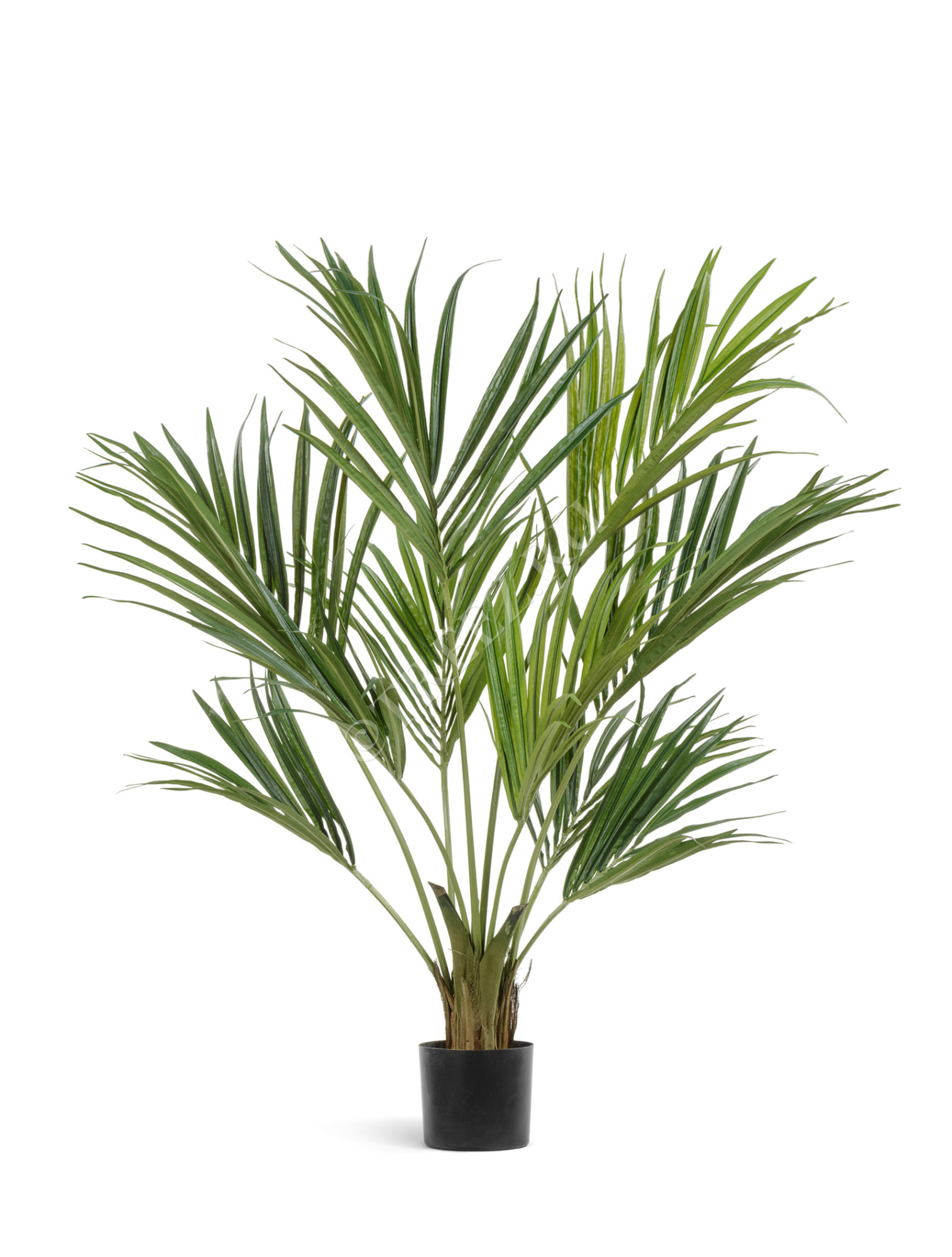 10.1342XL Пальма Кентия (Ховея) де Люкс Цветочная коллекция 