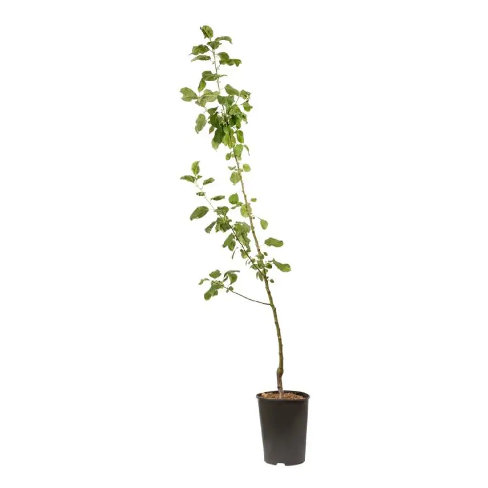 Яблоня Конфетное/Орлик пакет 89465364 STLM-2058298 PLANTMARKET  - Вид №1