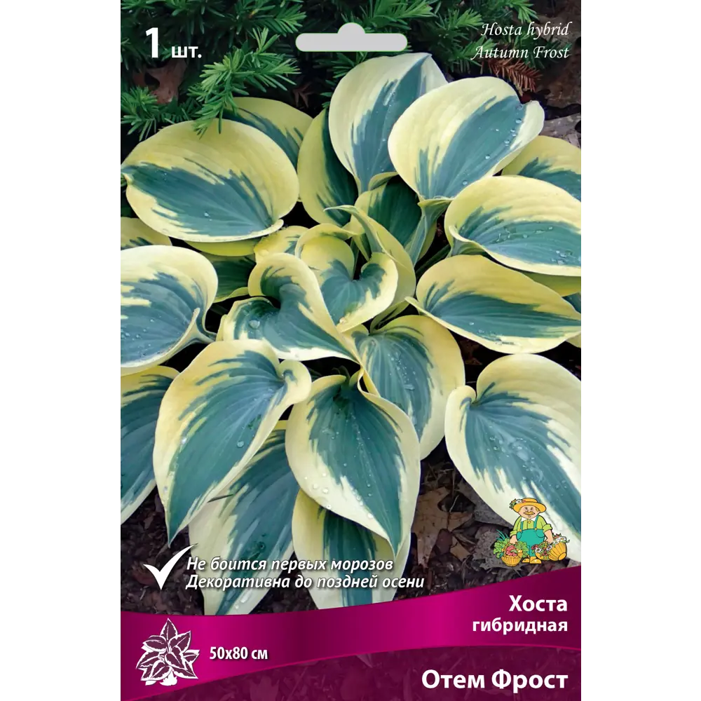 Santreyd Хоста «Отем Фрост» — многолетник с декоративной листвой 82530260 STLM-0950729