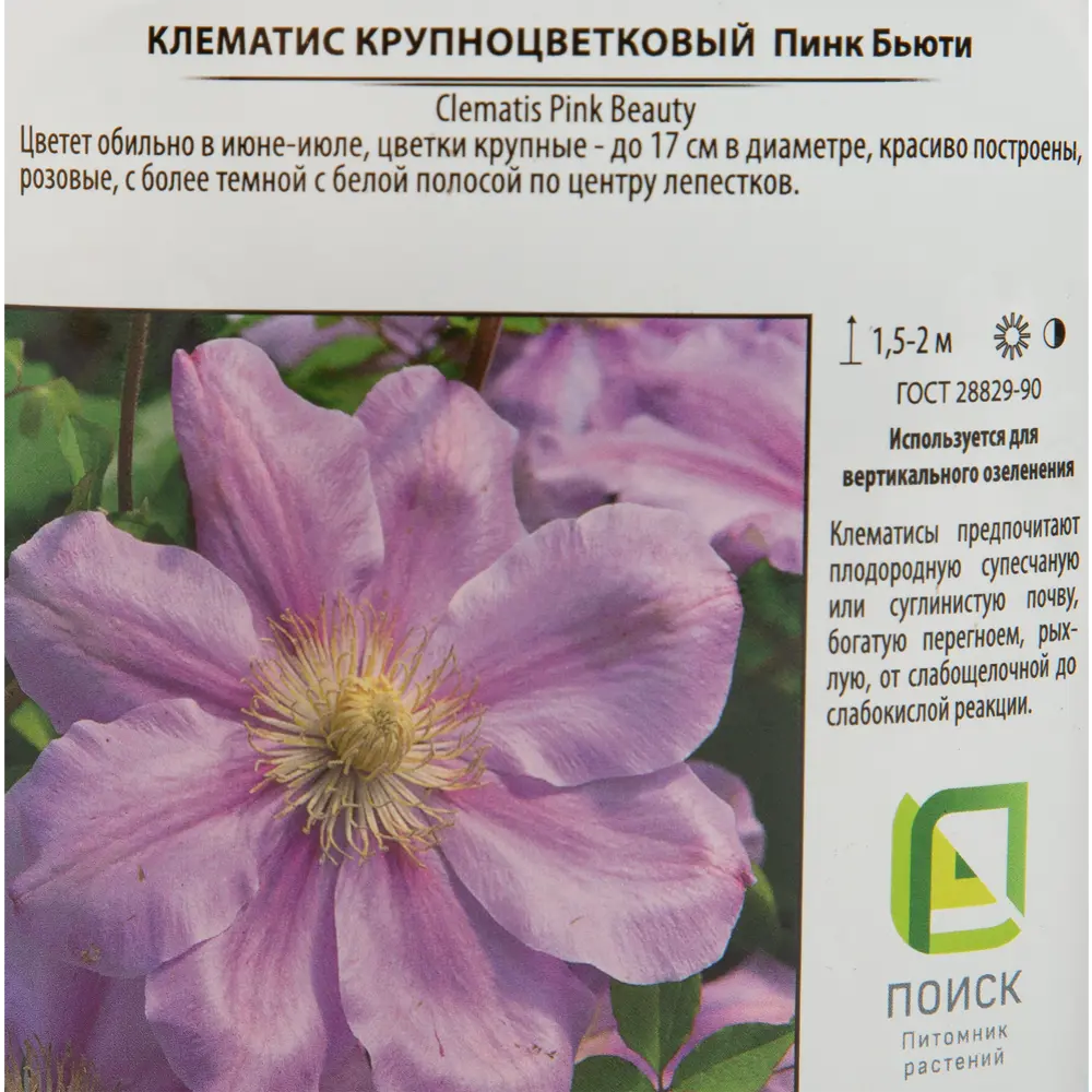 Клематис Santreyd - махровый вишнёво-розовый с ароматом ягод 17939612 STLM-0964204 - Вид №2