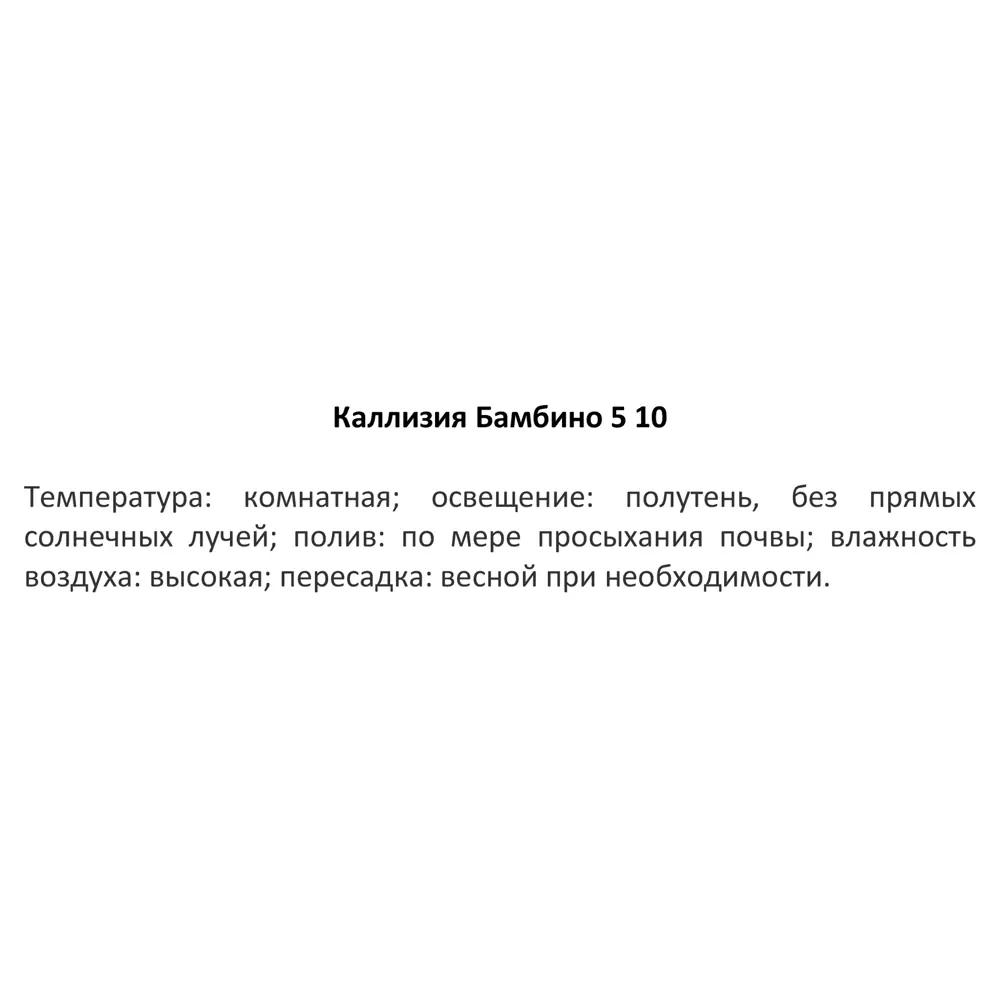 Калиссия Бамбино Santreyd - декоративное растение для интерьера 82932732 STLM-0038108 - Вид №2