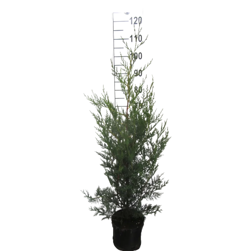Кипарисовик Лейланда ø21 h80 см 85573398 STLM-2141717 Santreyd 