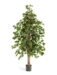 10.32206N Фикус Бенджамина натуральный Цветочная коллекция