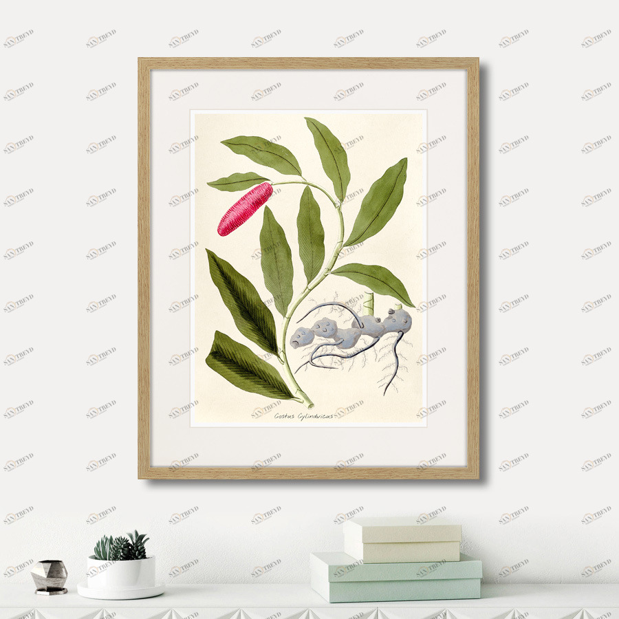 Литография на тонированной бумаге 52х42 см Fragmenta botanica №11, 1809г. КАРТИНЫ В КВАРТИРУ  264318 Белый;коричневый;разноцветный 