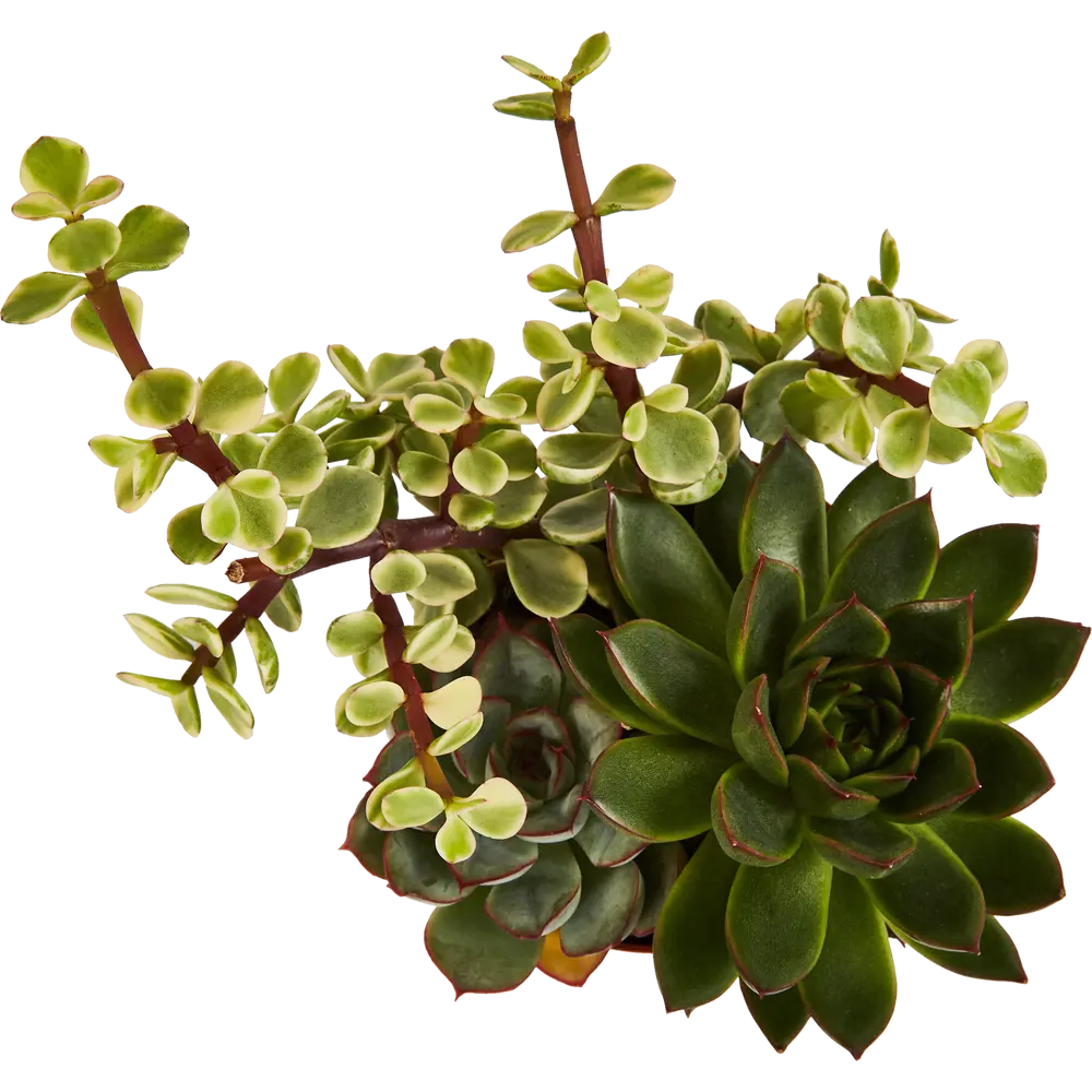 Santreyd Суккулент Трио микс — композиция миниатюрных растений для интерьера 87819716 STLM-0075897 - Вид №3