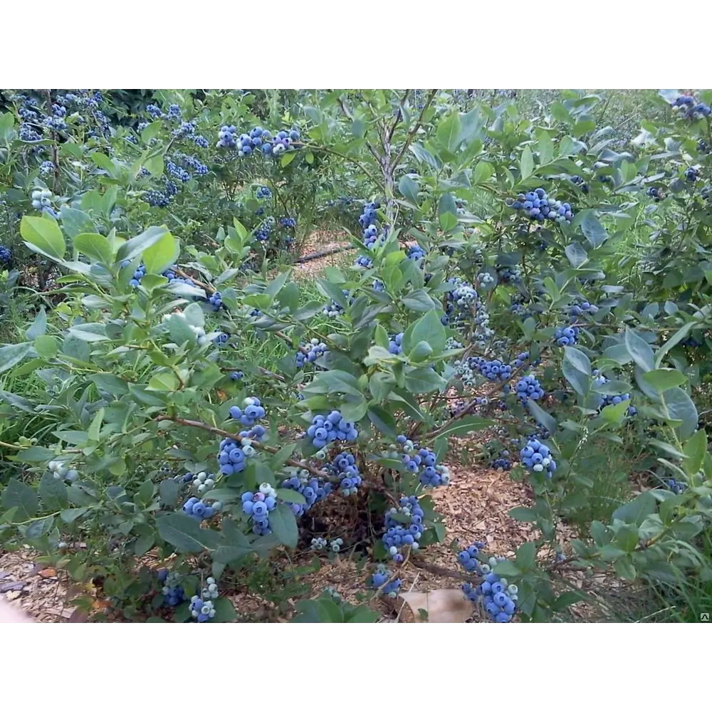 Голубика садовая Дьюк ø15 h30 см 87691179 STLM-2040858 PLANTMARKET 