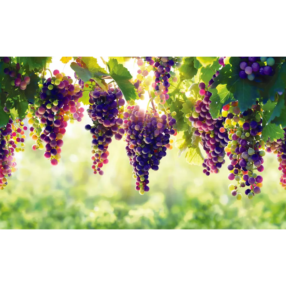 Листовая панель ПВХ Виноград 1002x602x0.5 мм 0.6 м² GRACE STLM-2104298 - Вид №1