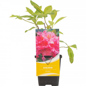 82601860 Азалия «Нэп-Хилл Суар Де Пари» 9x40 см