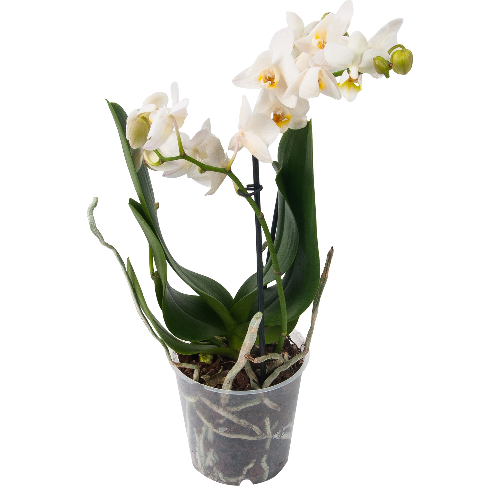 82561754 Мультифлора 12 см Santreyd 