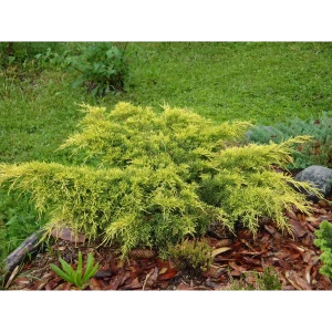 Можжевельник горизонтальный Лаймглоу ø19 h20 см 89465450 STLM-2160362