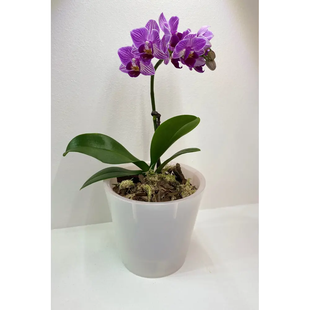 INGREEN London - элегантный цветочный горшок для орхидей и комнатных растений 88259143 STLM-0077079 - Вид №4