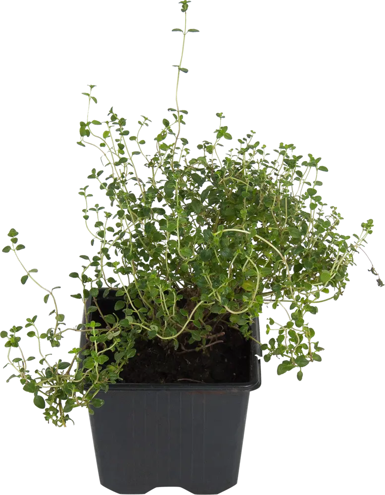 Santreyd Тимьян ароматный для сада и кухни 83248601