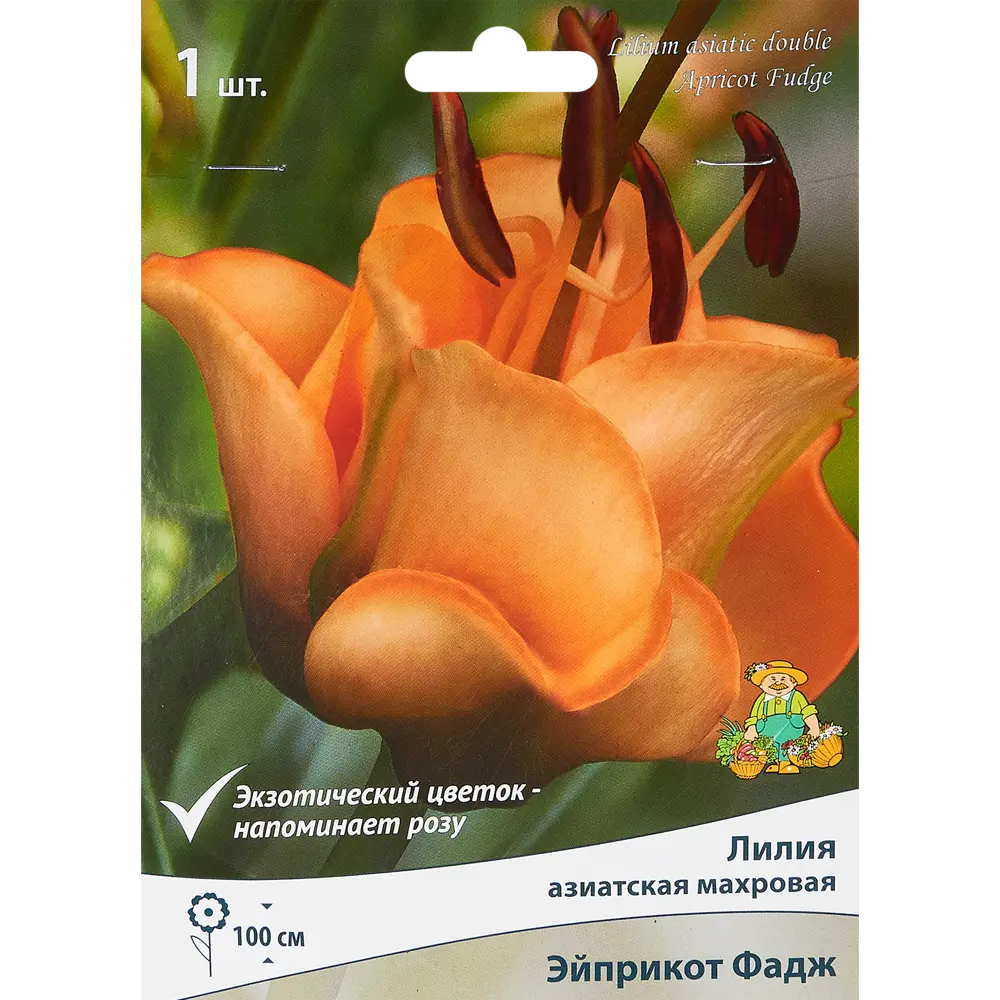 ПОИСК Лилия азиатская махровая Эйприкот Фадж с оранжево-белыми цветами 85205789 STLM-0966432