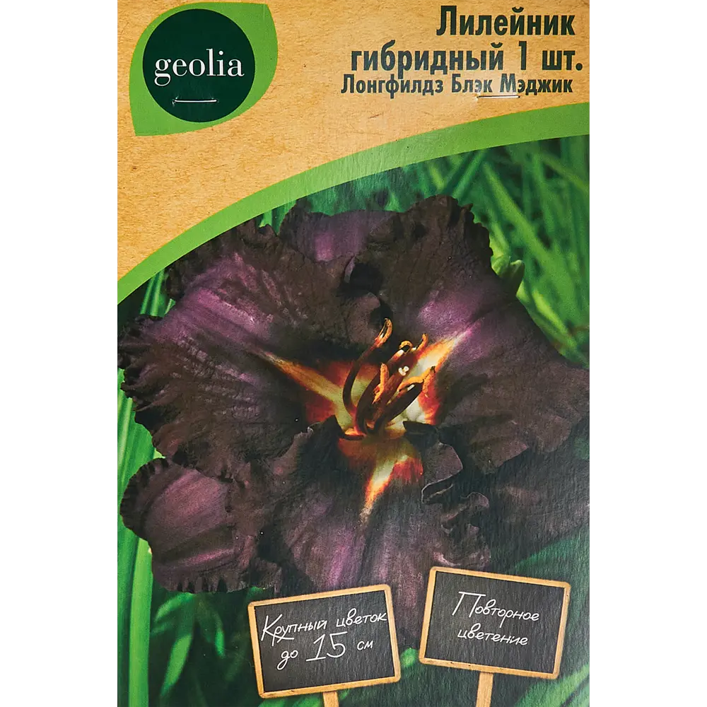 Лилейник Geolia гибридный Лонгфилдз Блэкмэджик 86408701 STLM-2130122 
