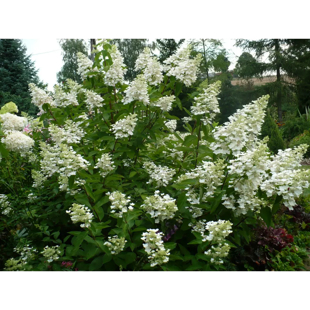 Гортензия метельчатая Юник ø15 h35 см 89365261 STLM-2009334 PLANTMARKET 