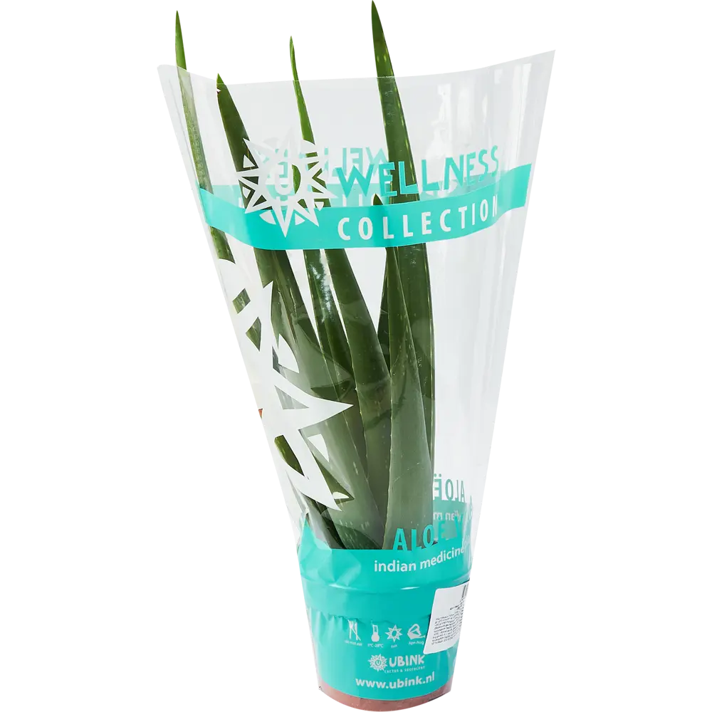 Алоэ Вера Santreyd - целебный суккулент для дома ø9 h25-35 см 85324980 STLM-0061538 - Вид №3