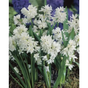 ПОИСК Пушкиния ливанская Альба - белоснежные луковицы для сада 89381406