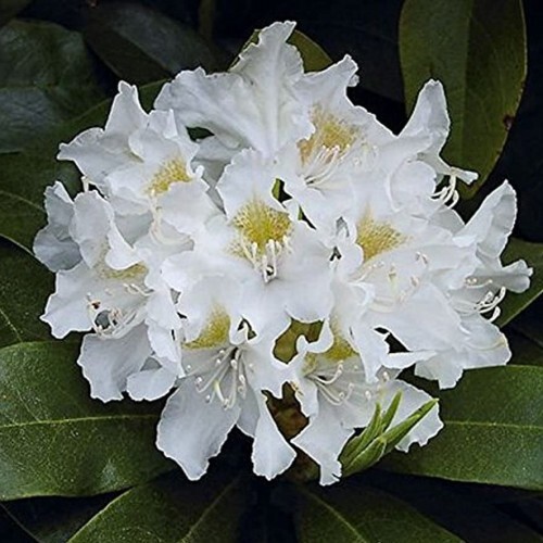 Рододендрон Каннингемс Уайт Santreyd - белоснежный кустарник для сада 87718503