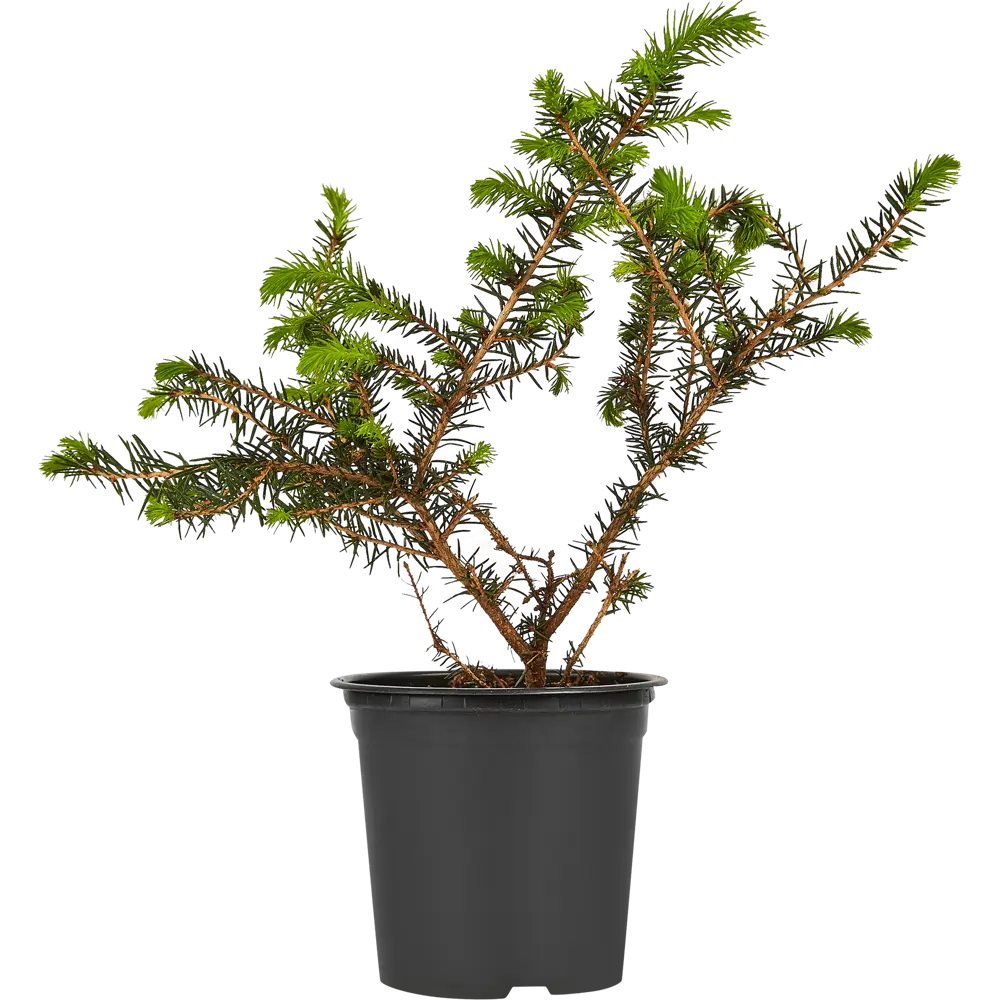 Santreyd Ель сербская Карел - компактное хвойное украшение сада 87718626 STLM-0953667 - Вид №1