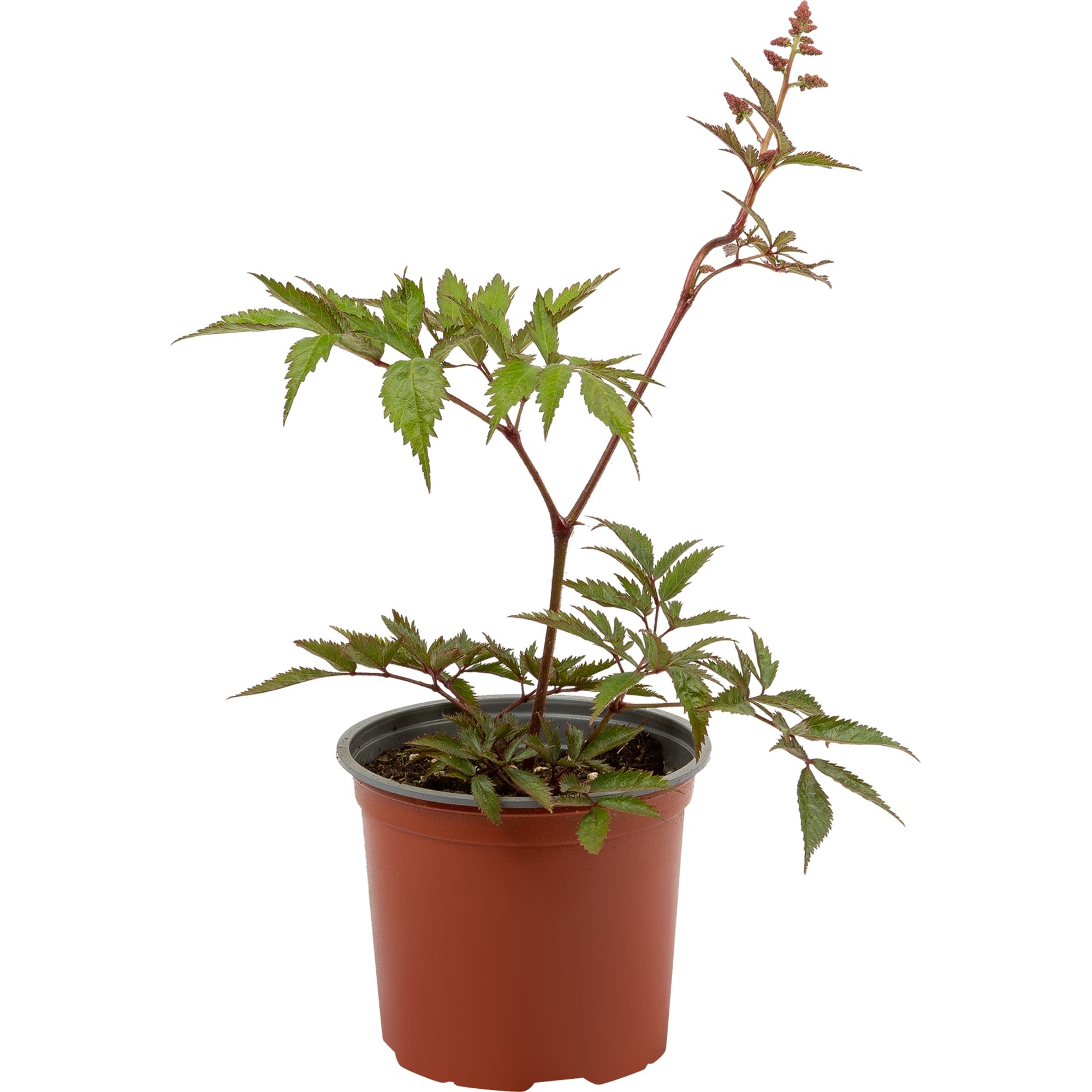 82585321 Астильба Арендса «Сестер Тереза» 15x20 см Santreyd 