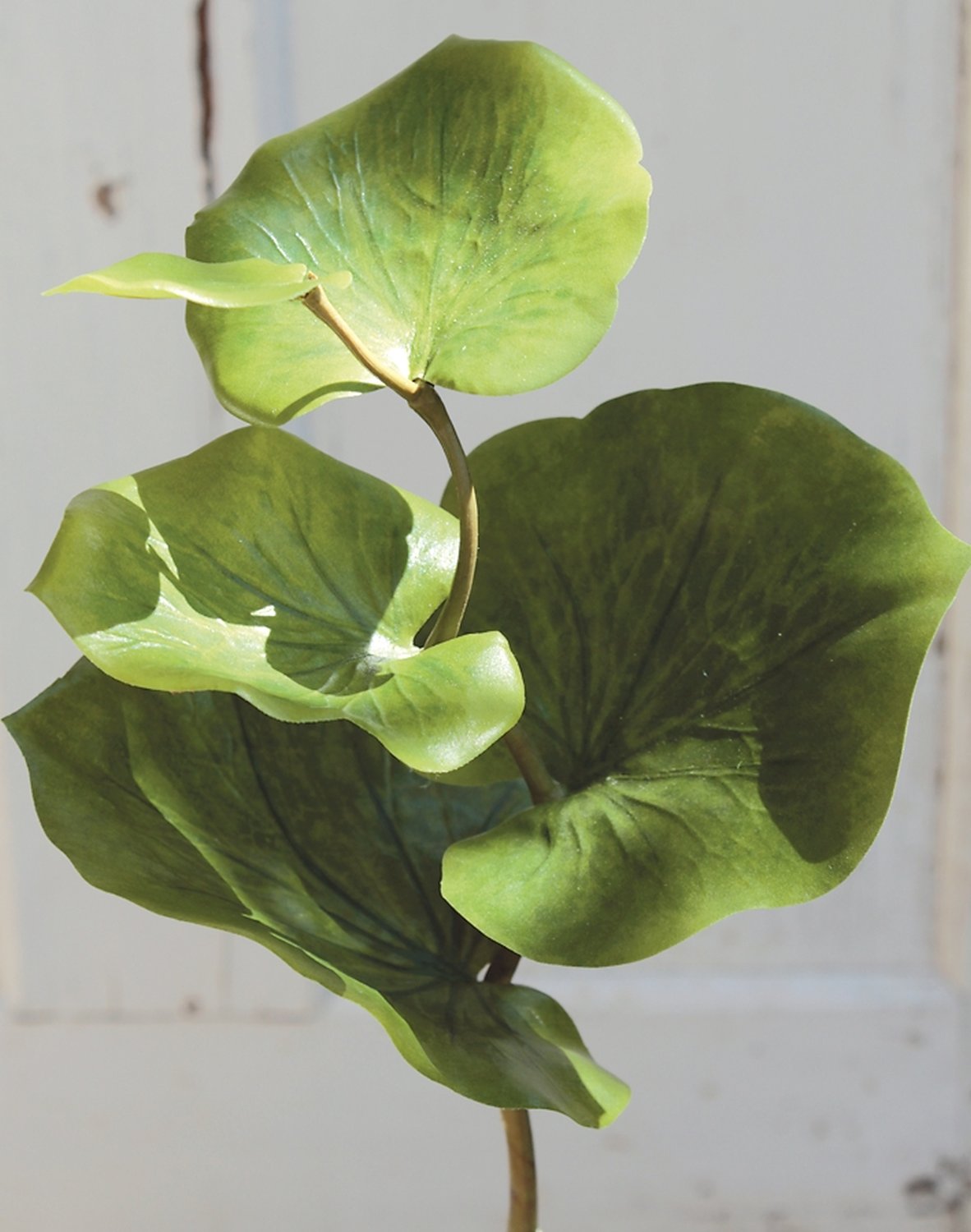 5388 883 a3 Стебель искусственного эвкалипта, 40 см, зеленый H-andreas 