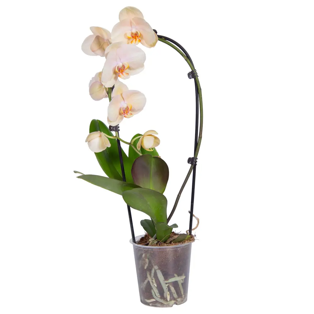 Santreyd Орхидея Фаленопсис Каскад с цветами-бабочками 85324970 STLM-0061532 - Вид №1